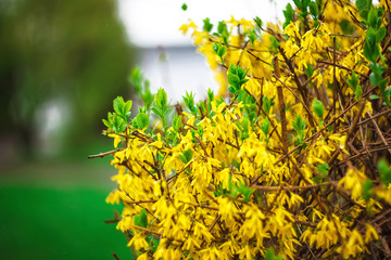 Obraz premium Yellow Forsythia bush and green grassland in spring season.