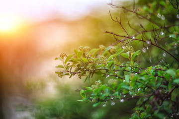 twinkling lights vivid color blurred bokeh spring from leaf background
