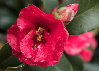 Fototapeta premium Kamelienblüte