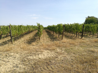 Fototapeta na wymiar grape growing for wine 