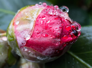 Kamelienknospe im Regen