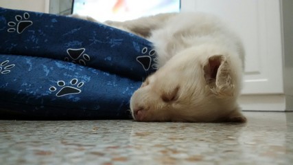 cane addormentato © sommaria