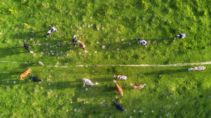 Cows on the pasture. Aerial composition on the farm