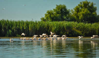Group of pelicans taking flight.Wild flock of common great pelicans taking flight ( Pelecanus onocrotalus ) 
Pelican colony in Danube Delta Romania
