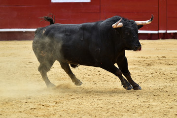 black bull in spain
