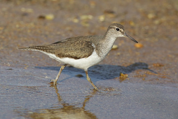 sandpiper, bird, sea, animal, nature,	