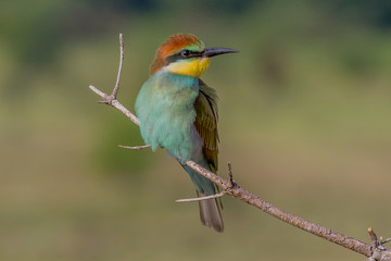 bird, bee-eater, animal, nature