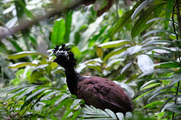Big brown Costa Rican bird