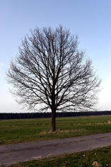 Obraz premium Einzelner Baum am Schmiedegrundsee