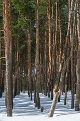 Naklejka premium winter pine forest