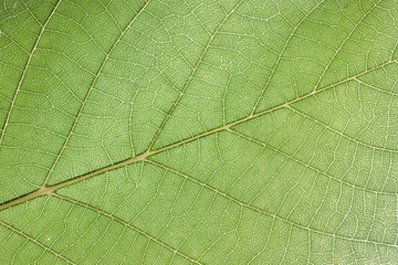 Leaf wallpaper pattern
