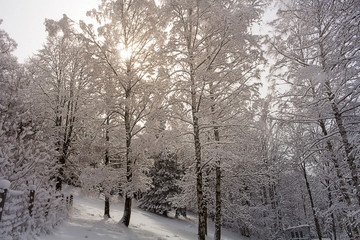 Winter trees in mountains covered with fresh snow