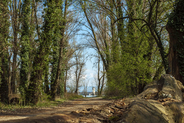 Chemin dans la Forêt.