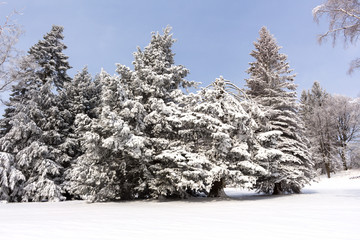 Winter trees in mountains covered with fresh snow