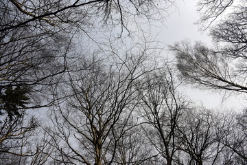 Buchenwald in den Bromer Bergen
