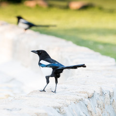 Magpie on a wall with others as background