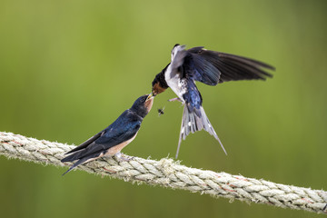 Barn Swallow feeding a young one in the Netherlands