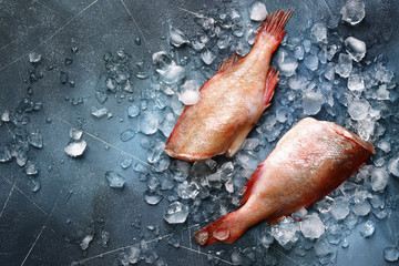 Whole raw organic fish sea perch on ice cubes.Top view with copy space.