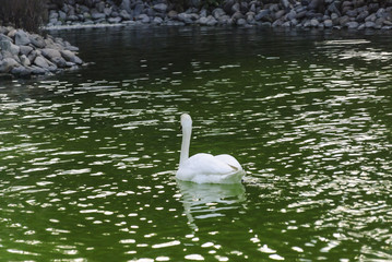 cisne