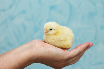 Yellow chicken sits on woman's hand, close-up