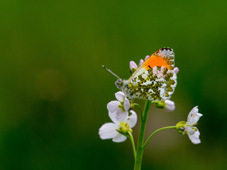 butterfly on flower in springtime