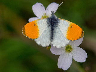 orange tip butterfly
