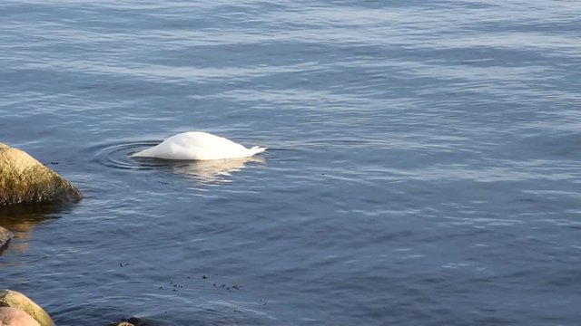 Swan swimming on the water