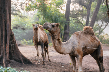 Camels near a tree in forest