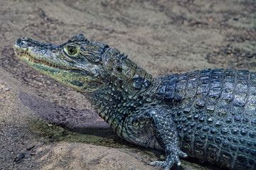 caiman