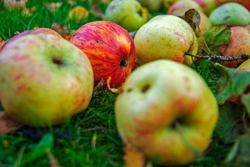 apples in the gras