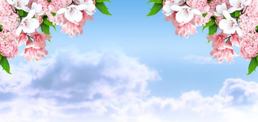 Magnolia and hortensia flowers on background of sky and clouds