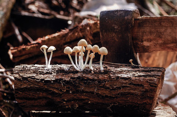 A bunch of mushrooms on a rustic firewood