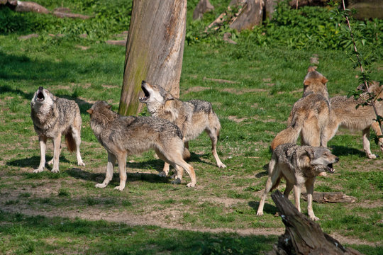 howling wolves