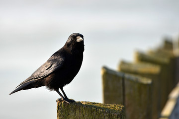 Sitting crow