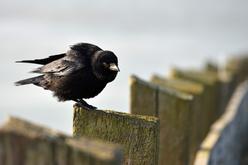 Sitting crow
