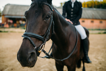 Fototapeta na wymiar Equestrian sport, female rider on horseback