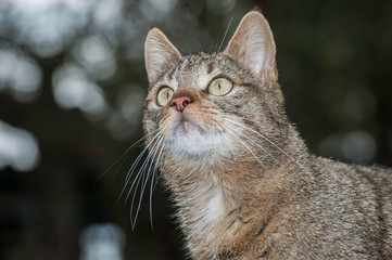 Obraz premium Attentive look of the cat ready to hunt