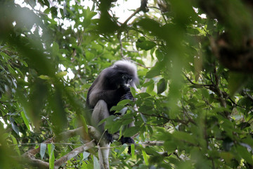 dusky langur in nature