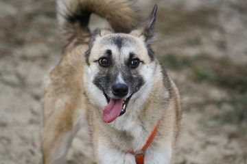 Fröhlicher gehorsamer Mischling Hund steht vor verschwommenen Hintergrund und lacht mit offenen Mund , zeigt Zähne in die Kamera