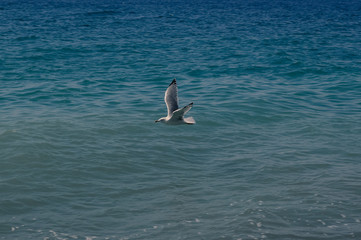 Fototapeta premium Seagull flying over the sea