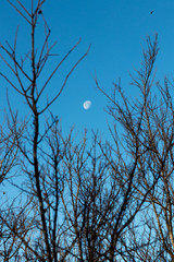 Disseminating Moon (moon phase) in a clear blue sky viewed through bare tree branches. © Tim
