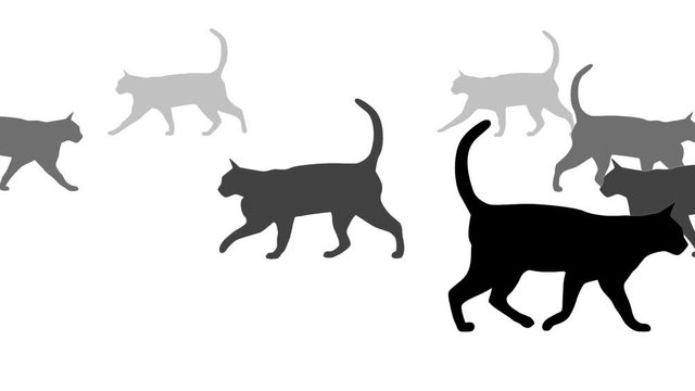 Cat silhouettes, animation on the white background