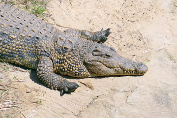 Freshwater crocodile lying of the farm. Green Water, National Safary park Ramat Gan, Israel