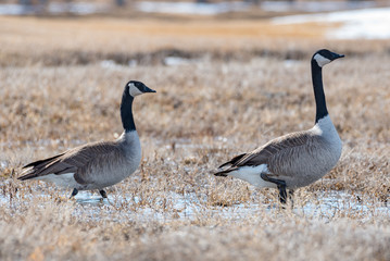 Geese Walking