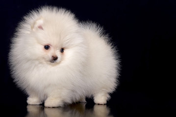 Obraz premium Spitz puppy at black background