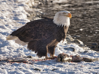 Bald Eagle eating salmon on the Chilkat River