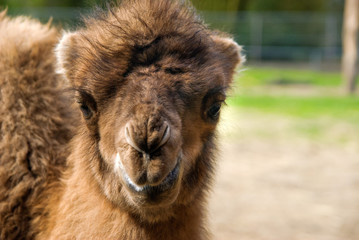 Portrait of a camel foal