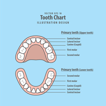 Tooth Chart Primary teeth illustration vector on blue background. Dental concept.