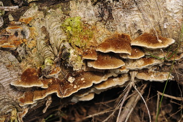 Wild mushrooms, in the wild nature