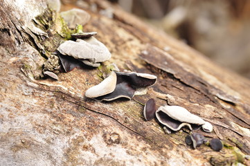Wild mushrooms, in the wild nature